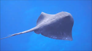 Image result for Dasyatis chrysonota