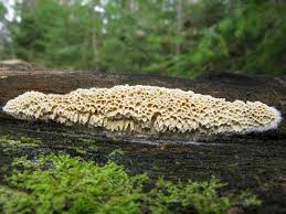 Attēlu rezultāti vaicājumam “Ceriporiopsis aneirina”