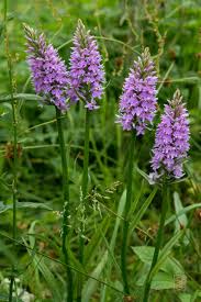 Attēlu rezultāti vaicājumam “Dactylorhiza fuchsii flower”