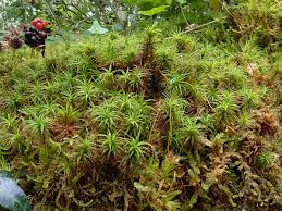 Attēlu rezultāti vaicājumam “Polytrichastrum formosum”