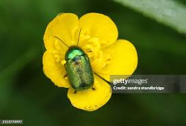 Attēlu rezultāti vaicājumam “Cryptocephalus aureolus, Cryptocephalus sericeus”