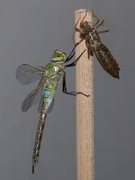 Attēlu rezultāti vaicājumam “Anax parthenope”