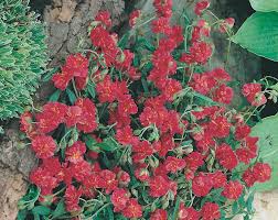 Attēlu rezultāti vaicājumam “Helianthemum nummularium”