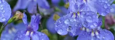 Image result for Lobelien