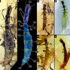 Attēlu rezultāti vaicājumam “Raphidioptera larva”