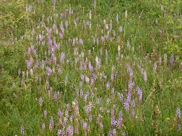 Attēlu rezultāti vaicājumam “Gymnadenia conopsea”