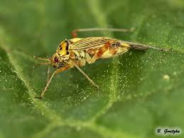 Attēlu rezultāti vaicājumam “Rhabdomiris striatellus”