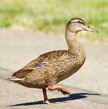 Attēlu rezultāti vaicājumam “Anas platyrhynchos male”