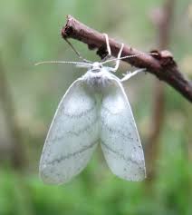 Attēlu rezultāti vaicājumam “Cabera pusaria”