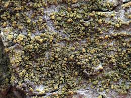 Attēlu rezultāti vaicājumam “Chaenotheca chrysocephala”