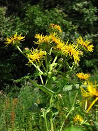 Image result for Inula helenium