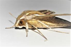 Image result for hawk moth