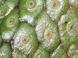 Attēlu rezultāti vaicājumam “Conocephalum”