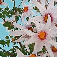 Image result for Dahlia x pinnata `Decorative Giants`