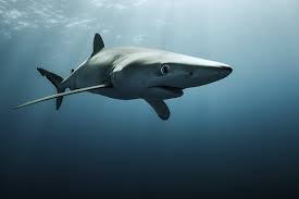 Image result for Prionace glauca