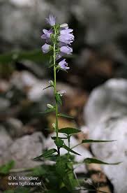 Attēlu rezultāti vaicājumam “Campanula bononiensis”