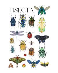Attēlu rezultāti vaicājumam “Insecta”