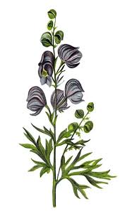 Image result for Aconitum napellus