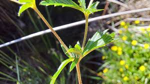 Attēlu rezultāti vaicājumam “Potentilla erecta leaf”