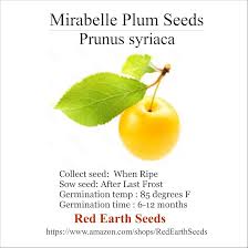 Attēlu rezultāti vaicājumam “Prunus domestica subsp. domestica”