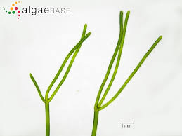Attēlu rezultāti vaicājumam “Nitella flexilis”