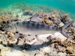 Image result for Albula vulpes