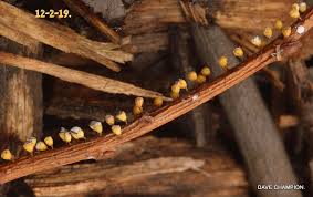 Attēlu rezultāti vaicājumam “Craterium leucocephalum var. scyphoides stalked”