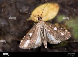 Attēlu rezultāti vaicājumam “Udea olivalis”