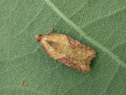 Attēlu rezultāti vaicājumam “Acleris aspersana”