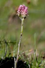 Attēlu rezultāti vaicājumam “Antennaria dioica male flower”