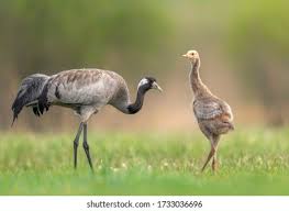 Attēlu rezultāti vaicājumam “Grus grus”