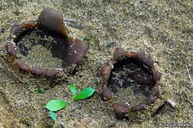 Attēlu rezultāti vaicājumam “Peziza ammophila”