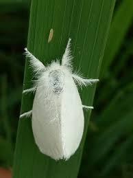 Attēlu rezultāti vaicājumam “Euproctis similis imago”