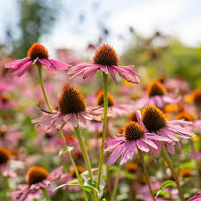 Image result for Sonnenhut