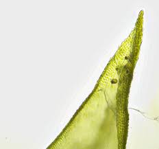 Attēlu rezultāti vaicājumam “Dicranum spurium”