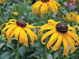 Image result for Rudbeckia fulgida