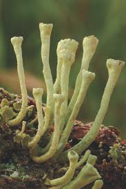 Attēlu rezultāti vaicājumam “Cladonia deformis”