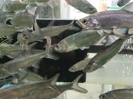 Image result for Megalops atlanticus