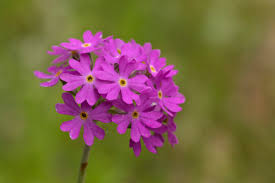 Attēlu rezultāti vaicājumam “Primula farinosa flower”
