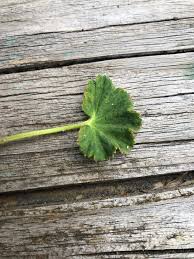 Attēlu rezultāti vaicājumam “Trachyspora intrusa”