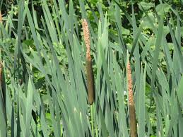 Attēlu rezultāti vaicājumam “Typha latifolia”