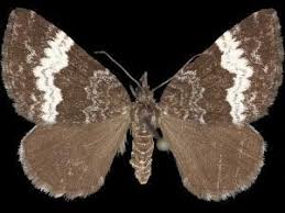 Attēlu rezultāti vaicājumam “Spargania luctuata”