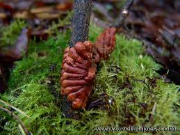 Attēlu rezultāti vaicājumam “Hypocreopsis lichenoides”