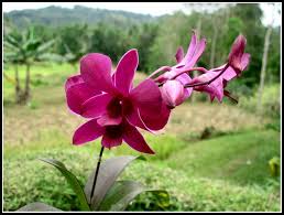 Attēlu rezultāti vaicājumam “Orchidaceae”