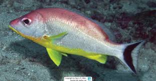 Image result for Lutjanus colorado