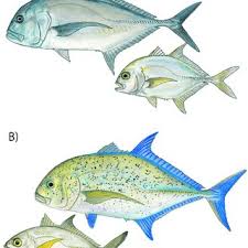 Image result for Caranx melampygus