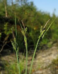Attēlu rezultāti vaicājumam “Carex cespitosa”