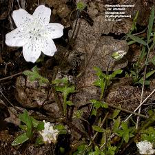 Attēlu rezultāti vaicājumam “Hydrophyllaceae”
