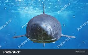 Image result for Somniosus microcephalus