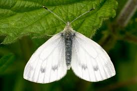 Attēlu rezultāti vaicājumam “Pieris napi female”